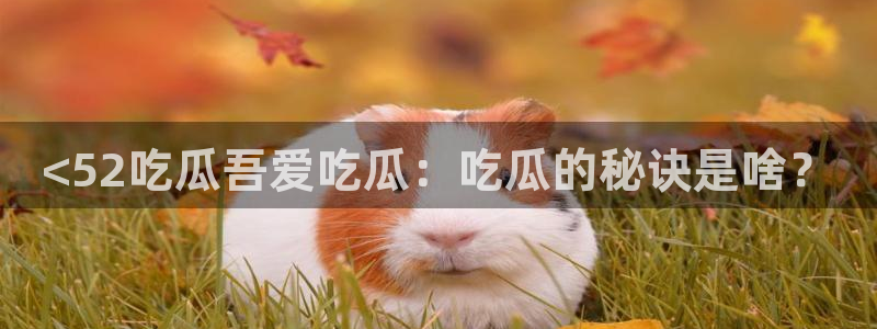 ccggme吃瓜网